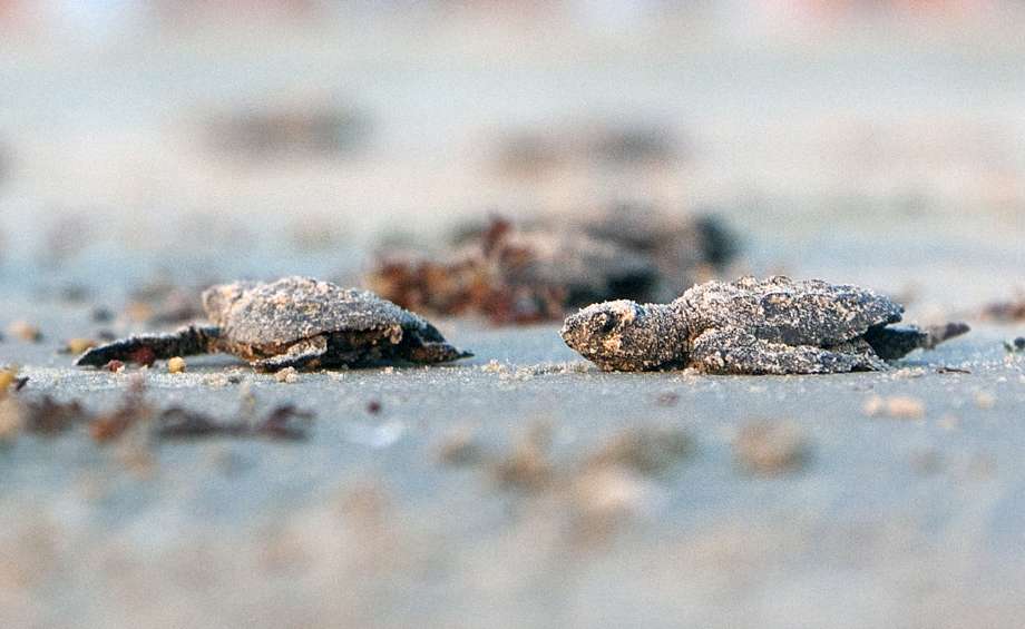 火狐电竞官方网站