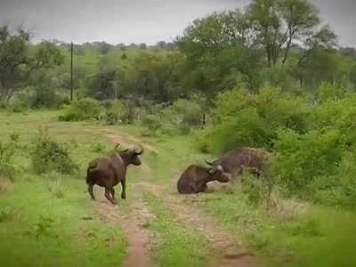 火狐电竞官方网站